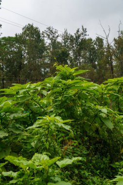 Ağaçlar ve bitkilerle dolu yemyeşil bir orman. Gökyüzü bulutlu ve ağaçlar uzun.
