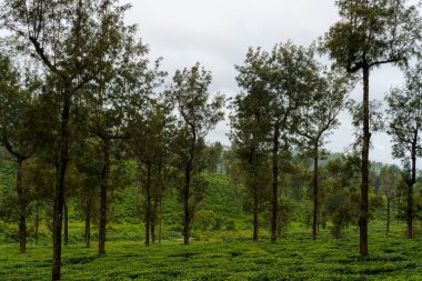 Bir sürü ağacı ve bulutlu gökyüzü olan bir orman. Ağaçlar yeşil ve gökyüzü gri