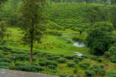 İçinde küçük bir dere akan yemyeşil bir alan. Huzurlu ve huzurlu bir sahne.