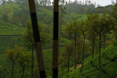 İçinde dolambaçlı bir yol olan yemyeşil orman. Ağaçlar uzun ve yoğun.