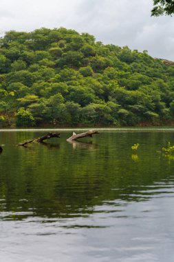 Üzerinde ağaç dalı yüzen bir ceset. Su sakin.