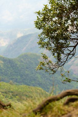 Yeşil yaprakları olan yalnız bir ağaç, bir dağ sırasının önünde dik duruyor.
