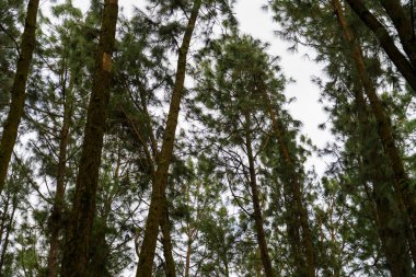 Uzun ağaçlar ve bulutlu bir gökyüzü olan bir orman. Ağaçlar yeşil ve gökyüzü beyaz
