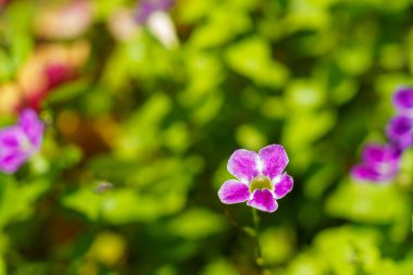 Güzel mor çiçek yemyeşil bir arka planda göze çarpar.