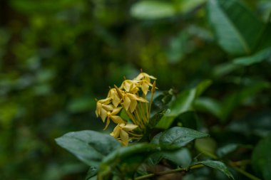 Yeşil yapraklı sarı çiçek. Çiçek yeşil yapraklarla çevrilidir.