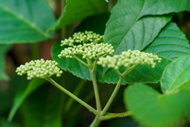 Küçük yeşil çiçekli yeşil yapraklı bitki. Çiçekler bir araya toplanmış.