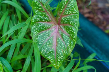 Üzerinde kırmızı lekeler olan yeşil yapraklı bir bitki. Yaprak büyük ve eşsiz bir şekli var.