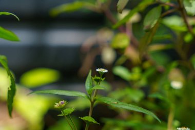 Yeşil yapraklı beyaz bir çiçeğe yaklaş. Çiçek küçük ve narindir.