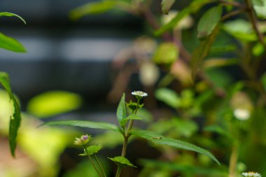 Yeşil yapraklı bir çiçeğe yaklaş. Çiçek beyazdır ve sarı bir merkezi vardır.