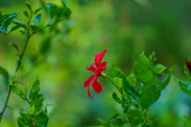 Kırmızı çiçek yeşil bir arka planın ön planındadır. Çiçek yapraklarla çevrili.