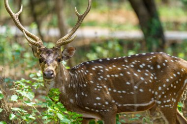 Boynuzları ve sırtında beyaz benekleri olan bir geyik. Geyik yeşil çimlerin üzerinde duruyor.