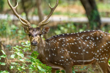 Boynuzlu bir geyik yeşil çimen tarlasında duruyor. Geyik sağa bakıyor.