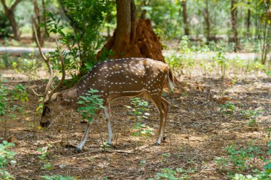 Ağaçlar ve çalılarla çevrili yemyeşil bir ormanda bir geyik otluyor. Güneş ışığı yaprakların arasından süzülerek sıcak ve davetkar bir atmosfer yaratır. Geyik yemeğinin tadını çıkarıyor gibi görünüyor.