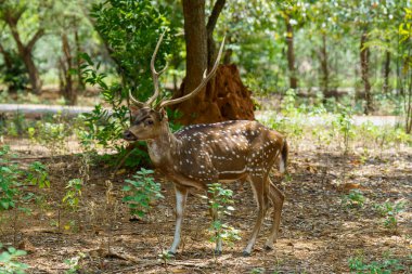 Boynuzlu bir geyik ormanda yürüyor. Geyik ağaçların arasında zarafetle hareket ederken görüntüde sakin ve sakin bir atmosfer var. Güneş ışığı yaprakların arasından süzülür.