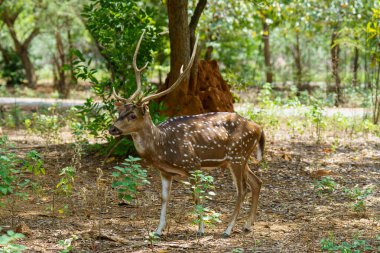 Boynuzlu bir geyik yemyeşil bir ormanda yürüyor. Güneş ışığı ağaçların arasından süzülüp yere lekeli gölgeler bırakıyor. Geyik sakin görünüyor.