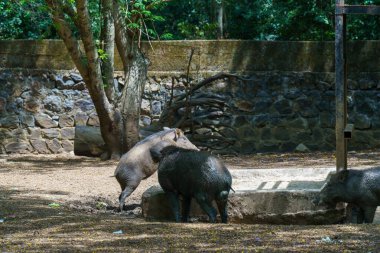 Üç domuz bir su kaynağı için kavga ediyor. Sahne gergin ve agresif. Domuzlar kirli ve çamurlu, bu da kargaşa ve çatışma hissini arttırıyor.