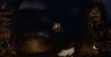 Bir yılan kütükteki delikten dışarı bakıyor. Yılan kahverengidir ve uzun bir vücudu vardır.