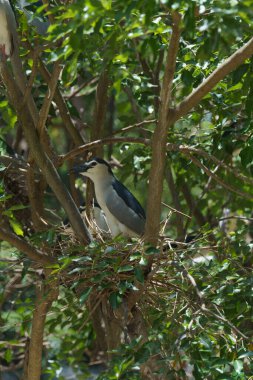 Ağaçtaki bir yuvada bir kuş oturuyor. Yuva dal ve yapraklardan yapılmıştır.