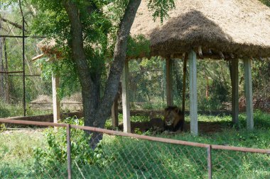 Bir aslan sazdan çatılı bir ağılda yatıyor. Kalem çitle çevrili ve arka planda bir ağaç var.