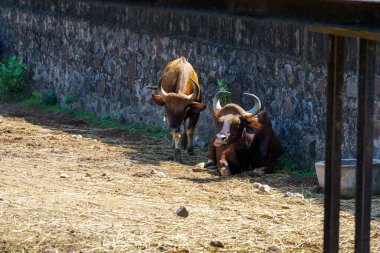 Toprak bir alanda iki kahverengi boğa yan yana duruyor. Boğalardan biri yerde yatıyor.