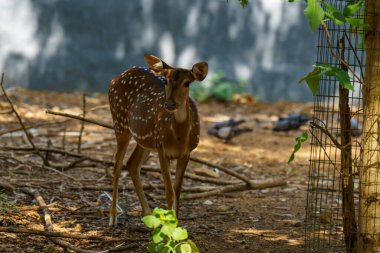 Arkasında çit olan bir tarlada bir geyik duruyor. Geyik sağa bakıyor.