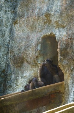 Mağaradaki bir çıkıntıda üç maymun oturuyor. Mağara taştan yapılmış ve pürüzlü bir dokusu var. Maymunlar mağarada eğleniyor gibi görünüyorlar.