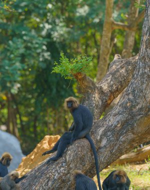 Bir grup maymun bir ağaç dalında oturuyor. Maymunlardan biri kameraya bakıyor.