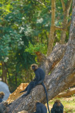 Bir grup maymun bir ağaç dalında oturuyor. Bir maymun dalda oturuyor, başı aşağıda.