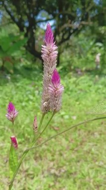 Celosia çiçeği, yaygın olarak horoz ibiği olarak bilinir, özellikle Celosia argentea türü..