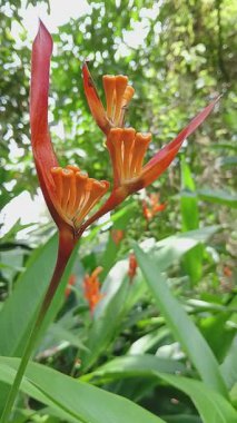 Ormandaki Helikonia Psittacorum fabrikasına yakın. Papağan gagası çiçeği olarak da bilinir..