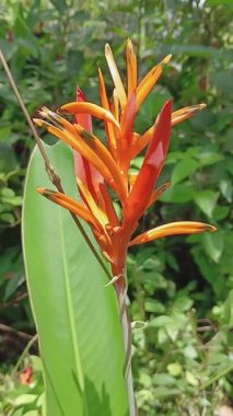 Ormandaki Helikonia Psittacorum fabrikasına yakın. Papağan gagası çiçeği olarak da bilinir..