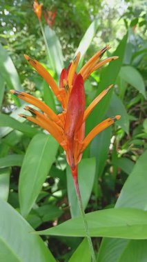 Ormandaki Helikonia Psittacorum fabrikasına yakın. Papağan gagası çiçeği olarak da bilinir..