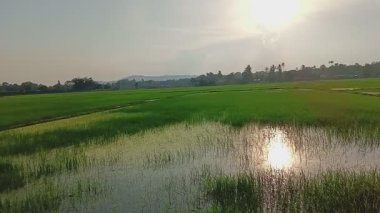 Akşamları gökyüzü güzel olan pirinç tarlalarının manzarası.