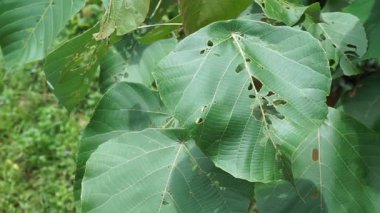 Macaranga tanarius, büyük, pelte yapraklarıyla bilinen tropikal bir ağaçtır. Mahang bitkisi.