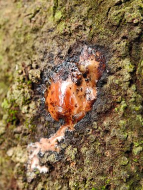 Yosun kaplı ağaç kabuğundan sızan Doğal Kırmızı Reçine. Dokulu Ağaç Gövdesine Kırmızı Özsuyu Söndür.