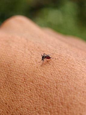 İnsan derisini ısıran sivrisineğin aşırı makro görüntüsü karnının kanla dolu olduğunu gösteriyor. Dang, sıtma ve Batı Nil virüsü bulaşması kavramı.