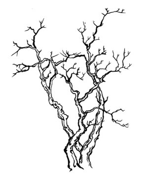 Çin tarzında zarif kiraz