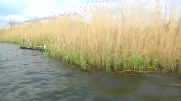 Navegar ao longo do rio bulrush — Vídeo de Stock