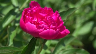 Şakayık. Çiçekler. Flowerbed, Çiçeklik