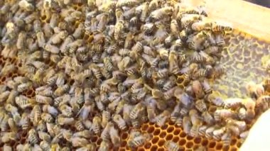 Arılar. Roy. Bir meslek. Arıcı