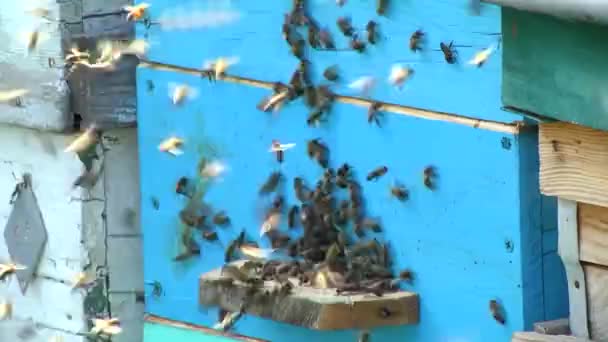 Ruches dans un rucher avec des abeilles — Video