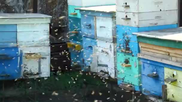 Медоносные пчелы в полете, возвращаются на пасеку — стоковое видео