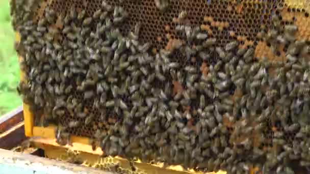Honungsbin på honeycomb ram — Stockvideo