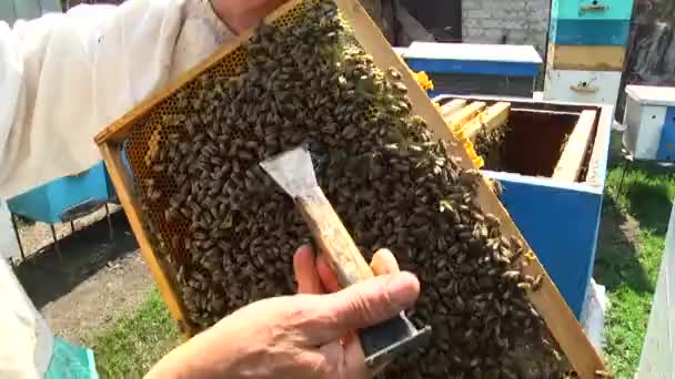 včely v odvětví včelařství