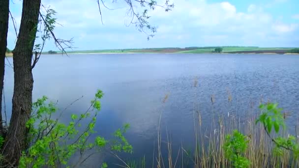 Dead fish. The problem of ecology. The lake — Stock Video