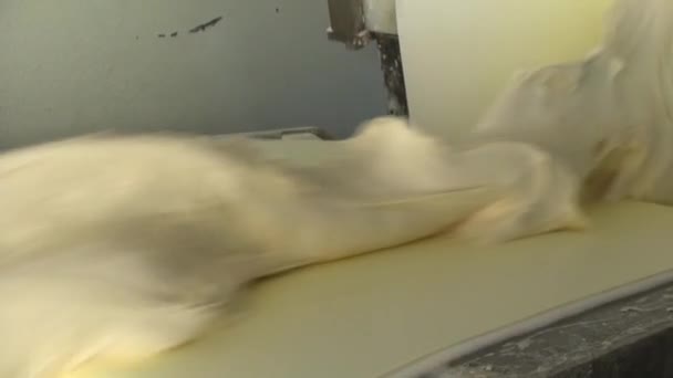 빵 제빵, 식품 공장에서 반죽은 컨베이어 벨트에 이동 — 비디오