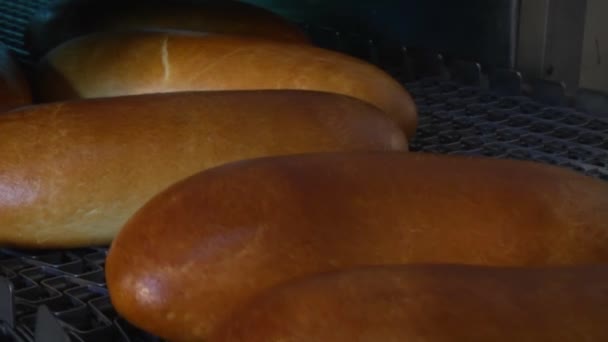 Довгі хліби хліба — стокове відео