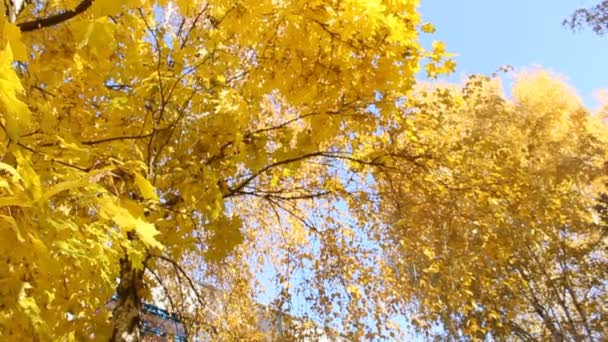 Árboles de otoño en día soleado en la ciudad — Vídeo de stock
