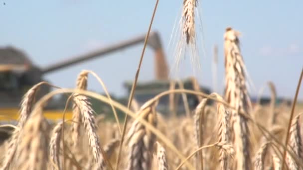 Raccolta sul campo di grano — Video Stock