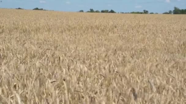 Žlutá zrna připravená na sklizeň na poli — Stock video